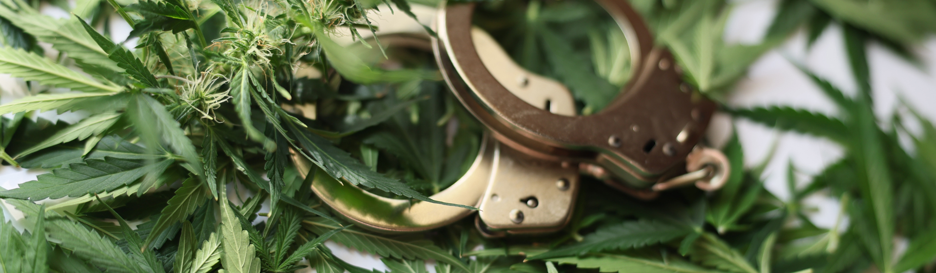 descriminalização da maconha direitos básicos